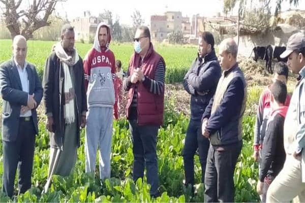 مدارس حقلية لمحصول البنجر بكفر الشيخ.