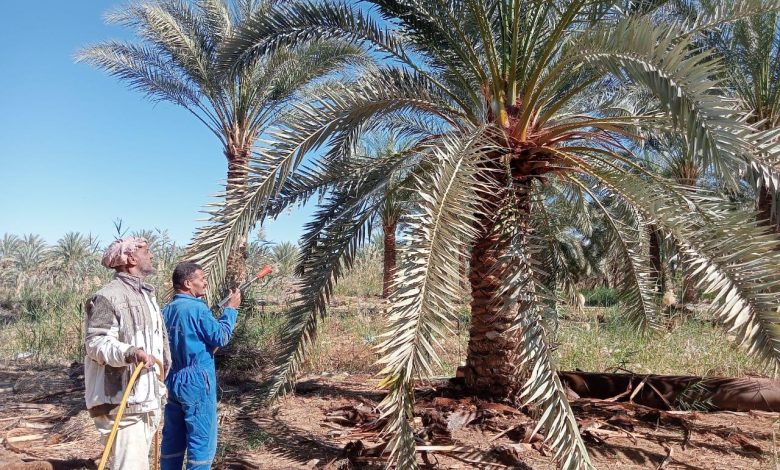 مكافحة آفات النخيل فى سيوة