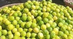 ليمون بلدى