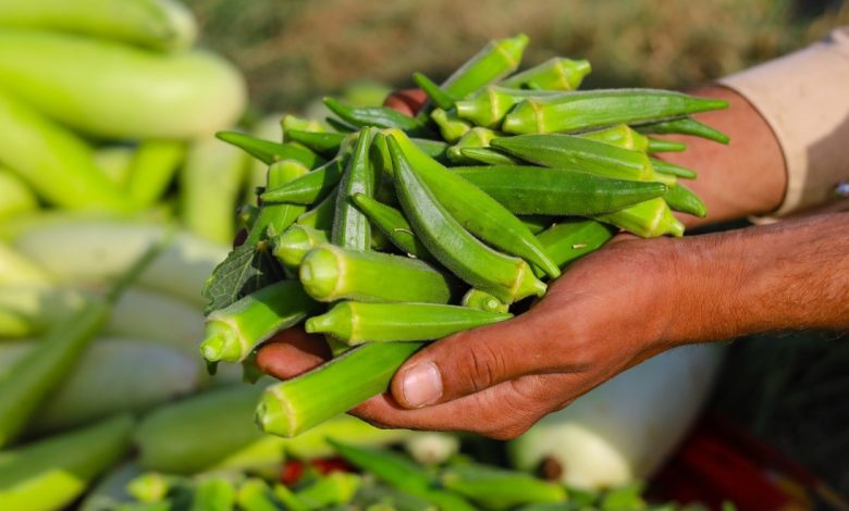 البامية