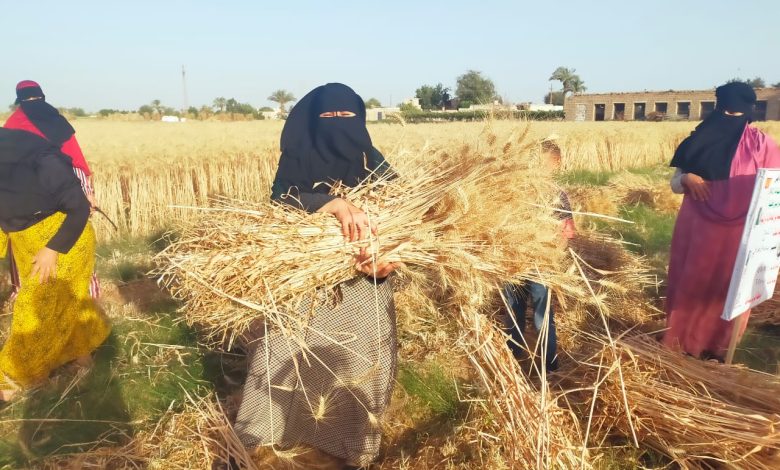 المدارس الحقلية