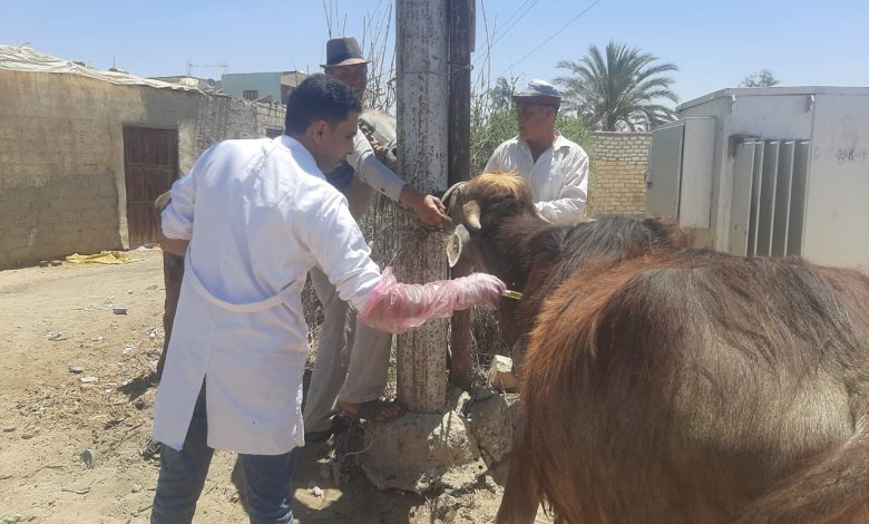 القوافل البيطرية