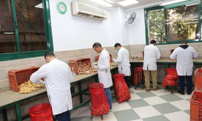 فحص البطاطس