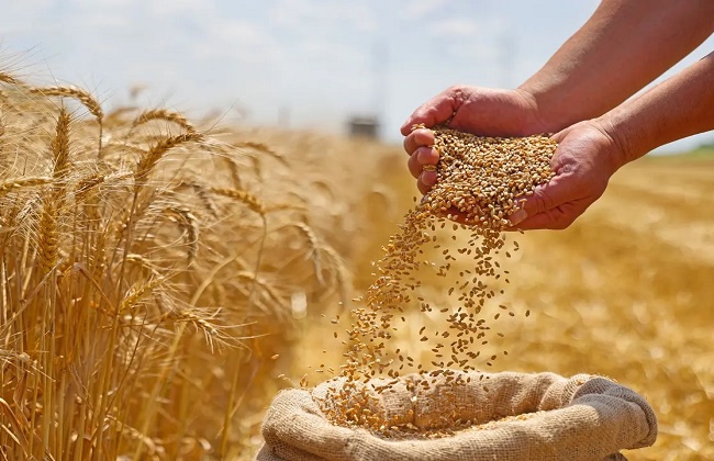 أسعار المحاصيل بالبورصات