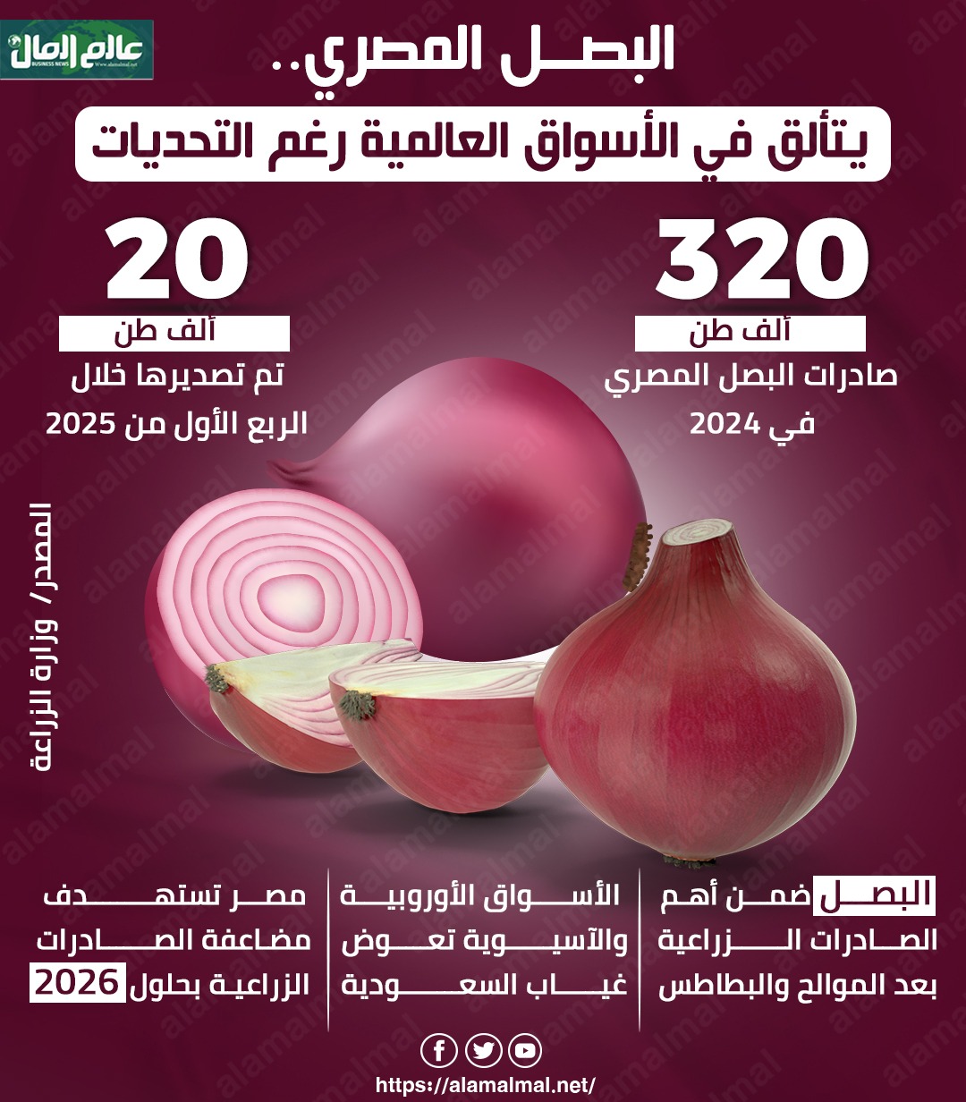 البصل المصرى يتألق الأسواق العالمية