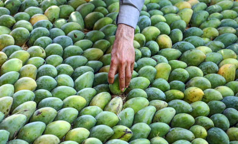 المانجو