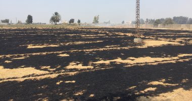 حريق يلتهم عفش القمح بأرض زراعية بالإسماعيلية.. فيديو وصور