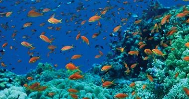 دراسة تحذر: الغطاء المرجانى يتقلص بأكثر من النصف بسبب تغير المناخ
