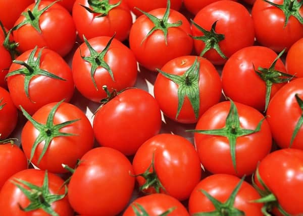 «نقيب الفلاحين» يكشف موعد انخفاض أسعار الطماطم