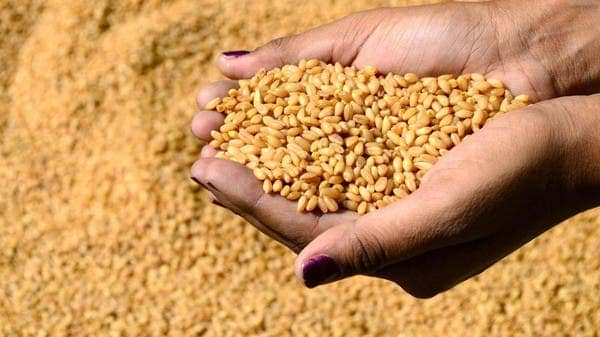 احتياطي مصر من القمح يكفي 5 أشهر