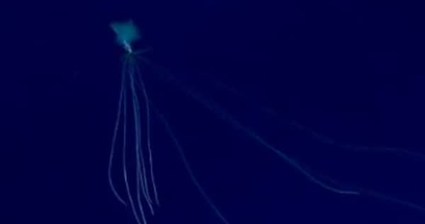 رصد مخلوق نادر خلال رحلة استكشافية في خليج المكسيك .. فيديو