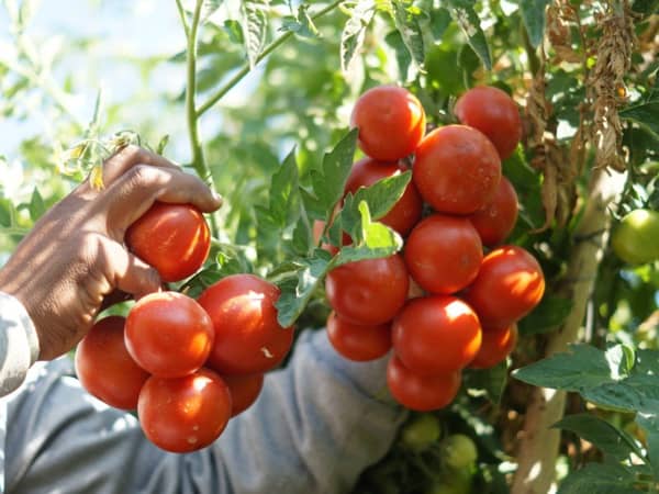 زراعة الطماطم- ارشيفية