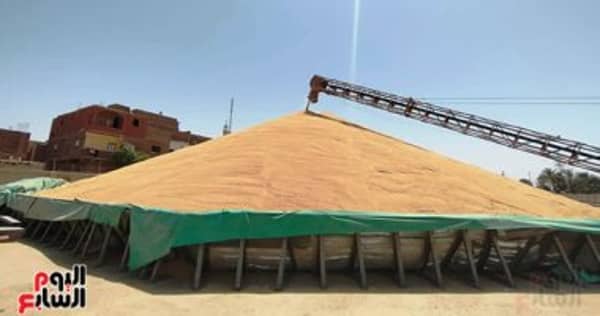 التموين: موسم القمح المحلى يرفع الاحتياطى لآخر العام والمخزون يكفى 4 أشهر