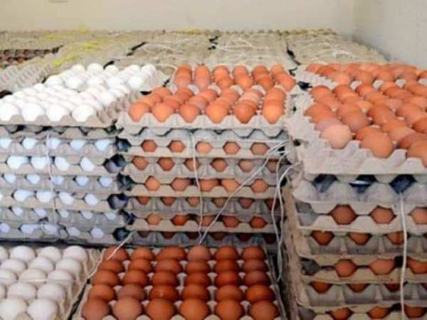 بعد حديث عمرو أديب.. ما هو البيض الأورجانيك والفرق بينه وبين العادي؟