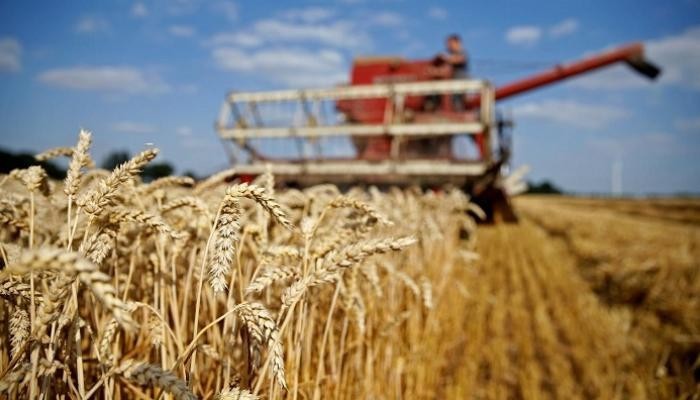 الهند: حظر تصدير القمح والأرز سيستمر