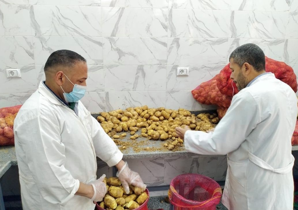 تجهيز البطاطس للتصدير