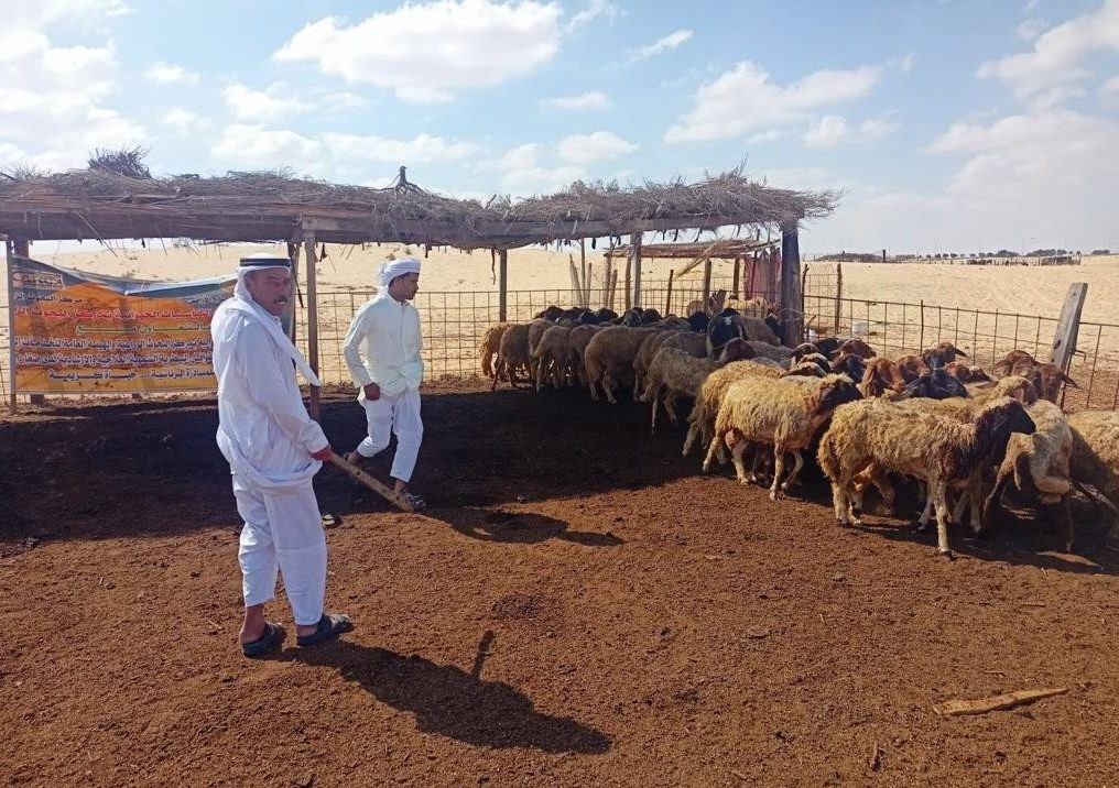 علاج وفحص الماشية بشمال سيناء
