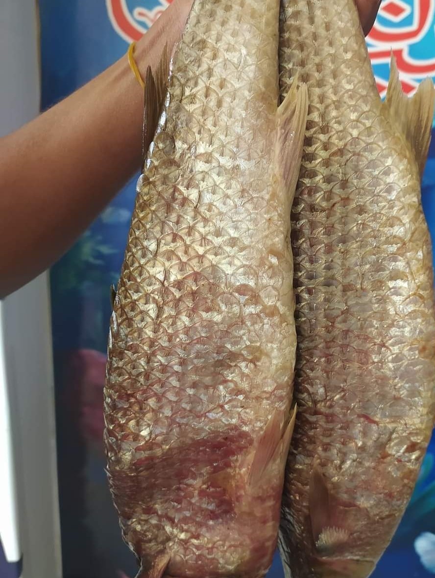 سعر الرنجة اليوم