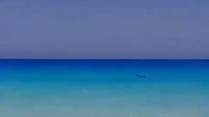 حوت زعنفي كائنات بحرية غريبة في مصر
