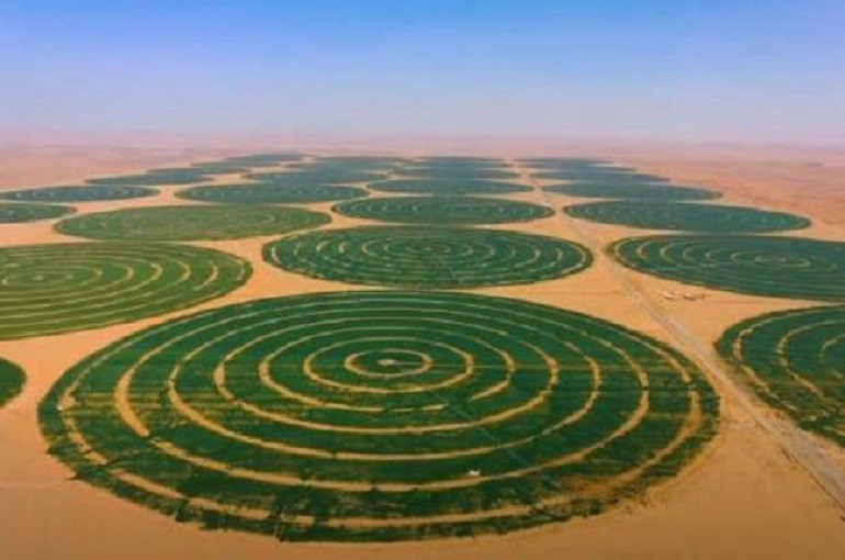 زراعة القمح