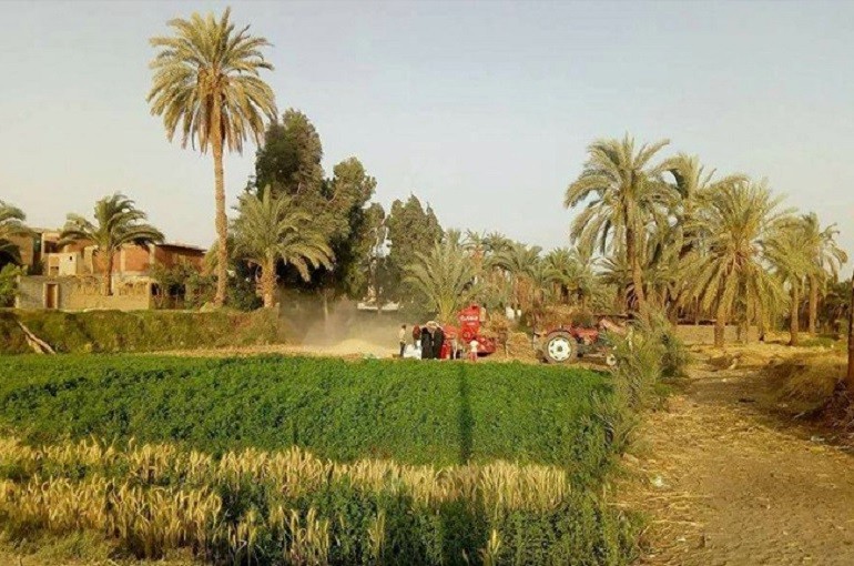 زراعة القمح