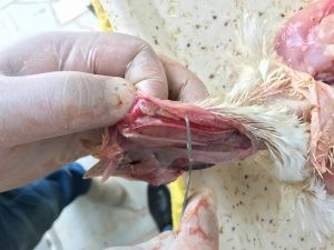 طاعون الدواجن داء نيوكاسل عالم المال