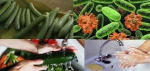بكتيريا إيكولاي