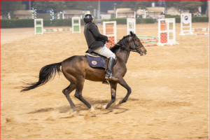 حامد