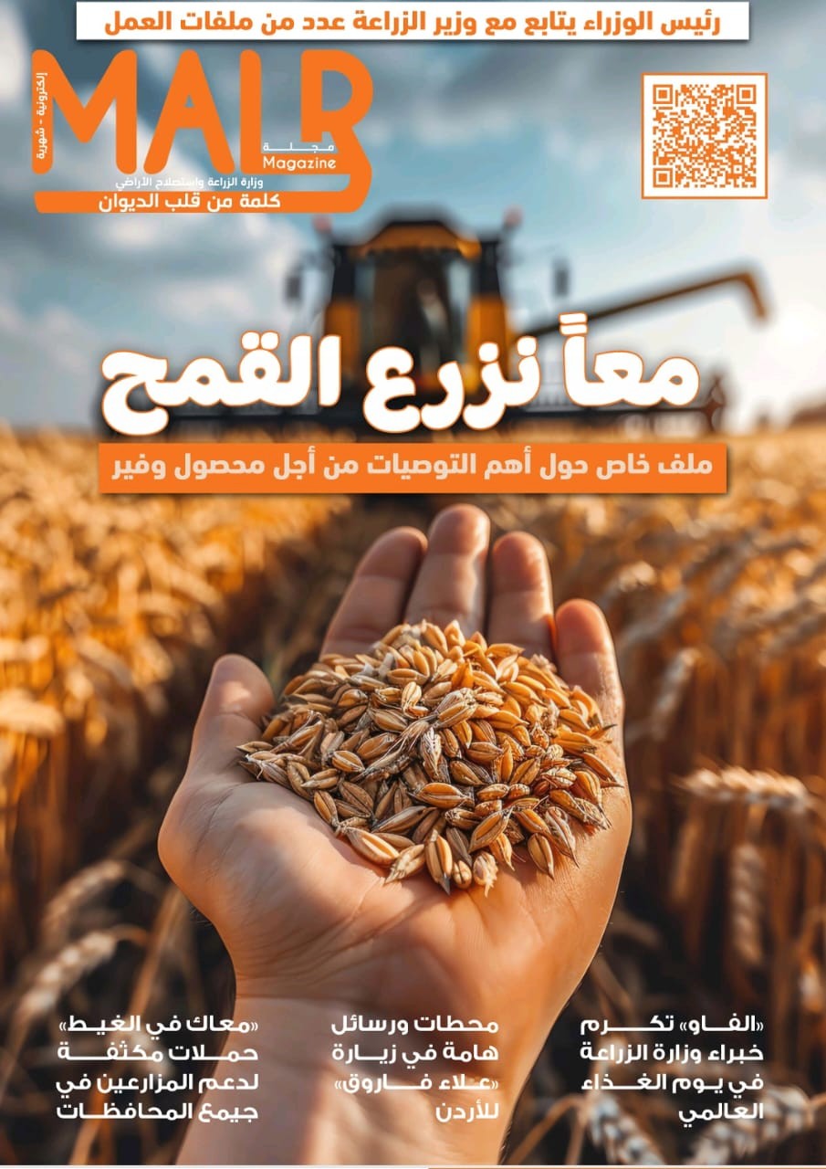 زراعة القمح 